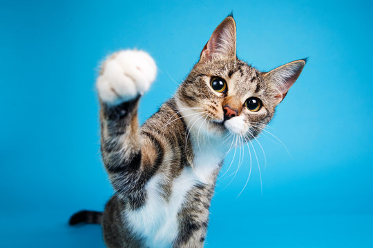 cat-4