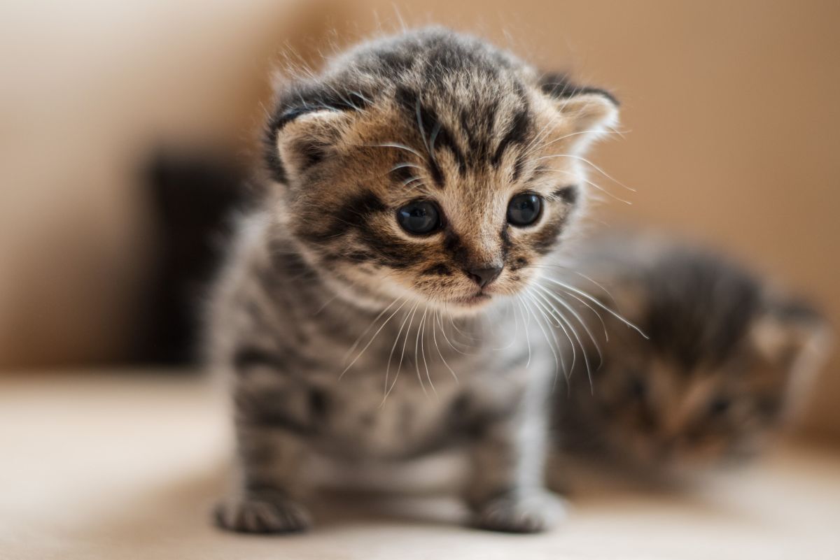 cat 1